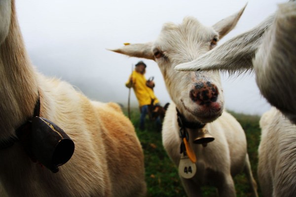 Zaščita drobnice in volka? Da, a kako?
