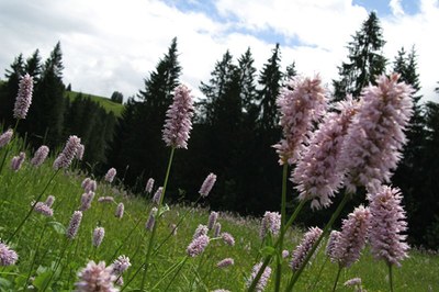 Zlato in diamanti za biotsko raznovrstnost