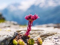 Alpe na odru št. 108 - Pod drobnogledom